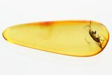 Detailed Fossil Bark Beetle (Scolytinae) in Baltic Amber #381292-1